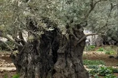 IMG-20200916-WA0014_WB