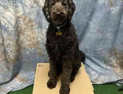 Lovable therapy dog brings serenity, fun to Catholic school every day, one tail wag at a time