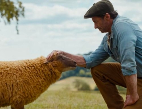 The Sheep Detectives