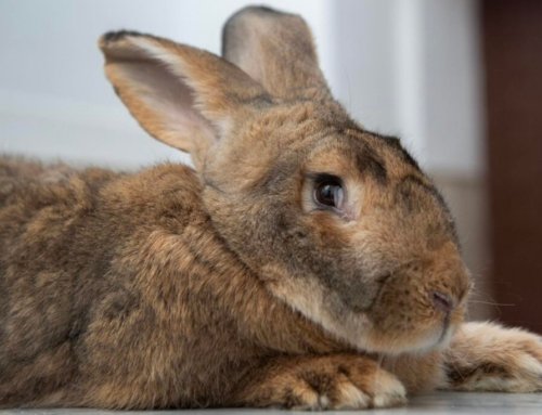 ‘We have to protect creation’: At Spanish convent, Franciscan sisters breed rare giant rabbit